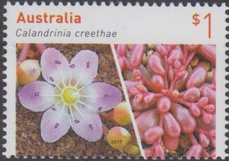 Calandrinia Crethae