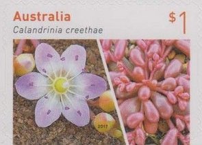 Calandrinia Crethae