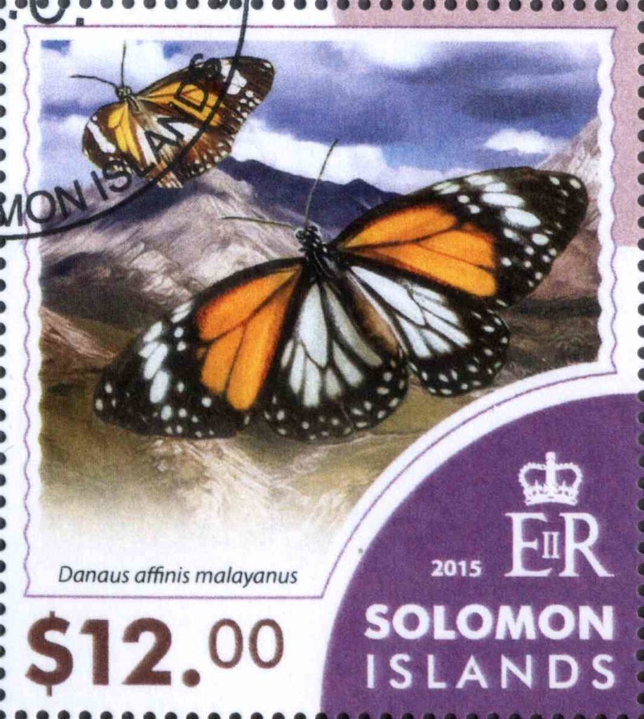 Danaus affinis malayanus