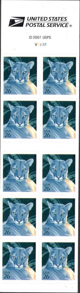 Florida Panther (Puma concolor coryi)