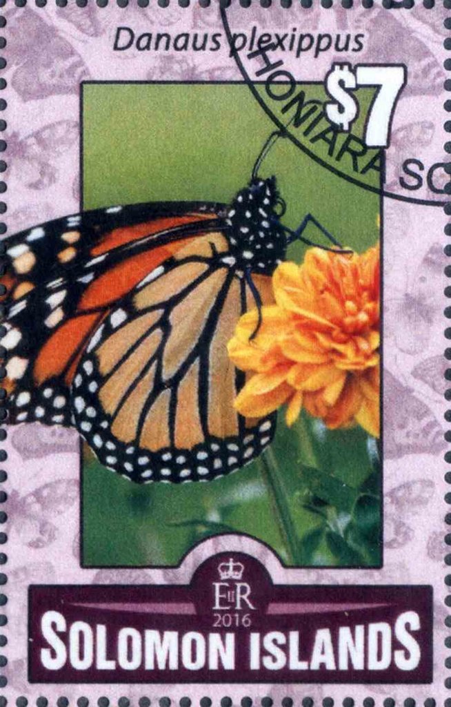 Danaus plexippus