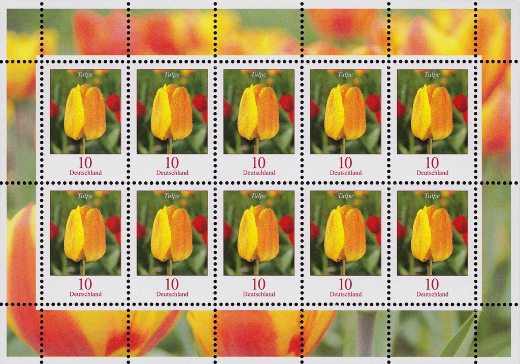 Tulpe (tulip)