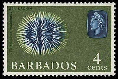 Stamp, West Indian Sea Egg (Tripneustes esculentus), Barbados,  , Animals (Fauna), Sea Life