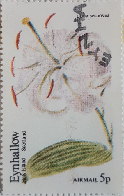 Lilium Speciosum