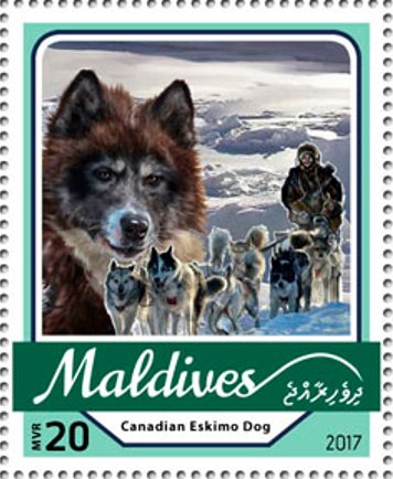 Canadian Eskimo Dog