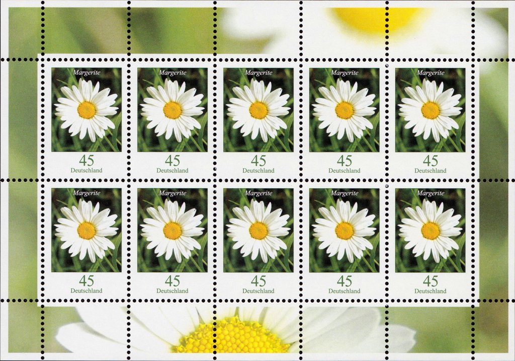 Margerite Daisy