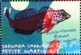 Black-headed blenny