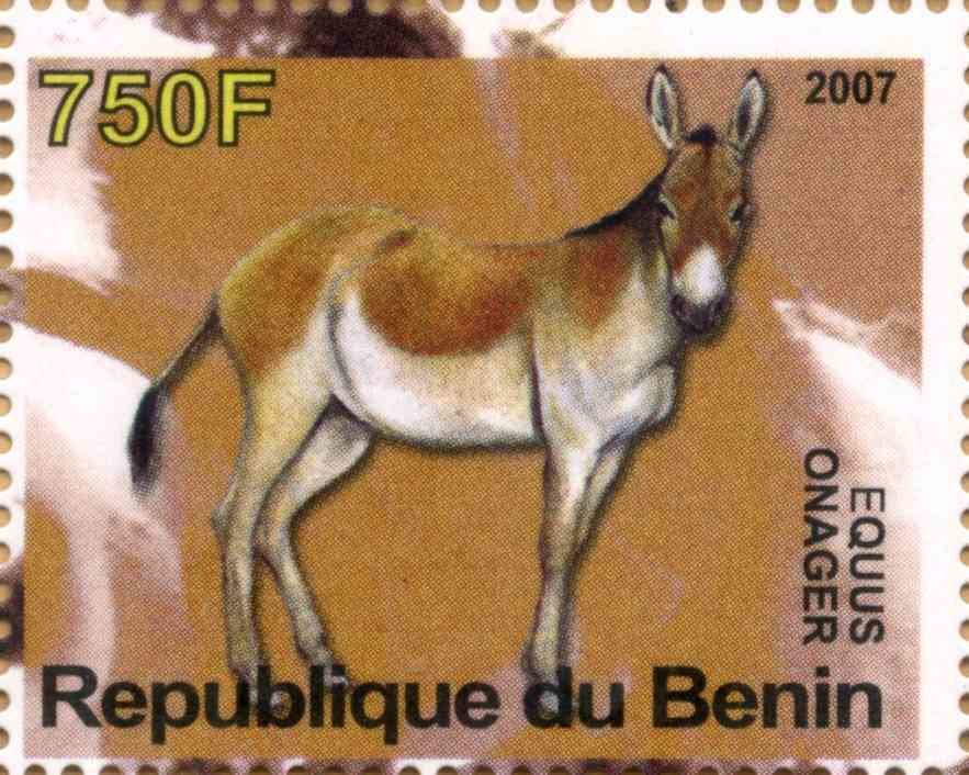 Equus Onager