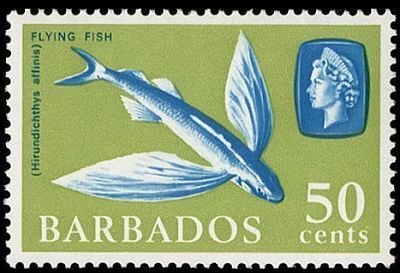 Fourwing Flyfish (Hirundichthys affinis)