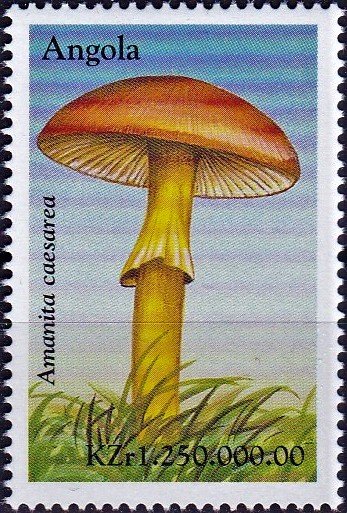 Amanita caesarea