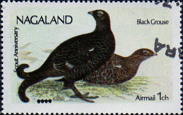 Black Grouse (Lyrurus tetrix)