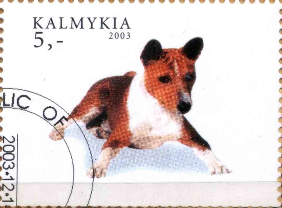 Dog