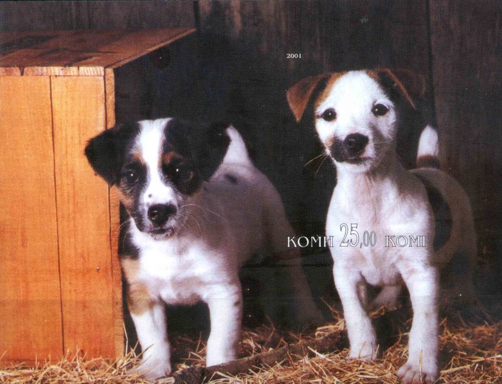 Dogs