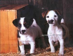 Souvenir Sheet, Dogs, Cinderellas,  , Animals (Fauna), Dogs
