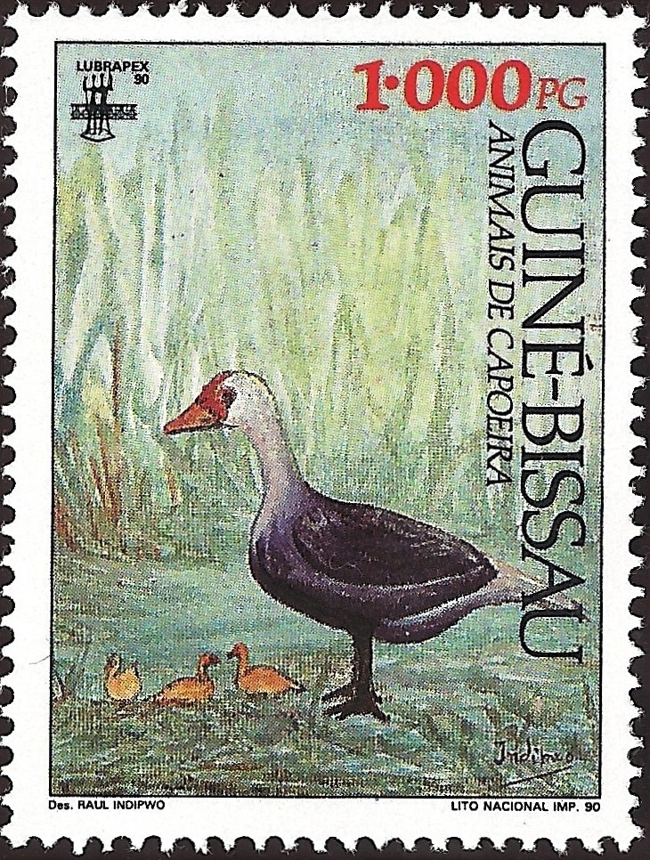 Domestic Goose (Anser anser domestica)