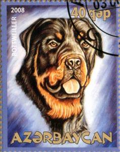 Stamp, Rottweiller, Cinderellas,  , Animals (Fauna), Dogs