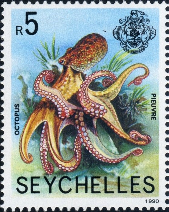 Octopus