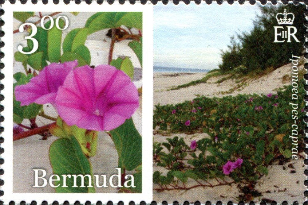 Ipomoea pes-caprae