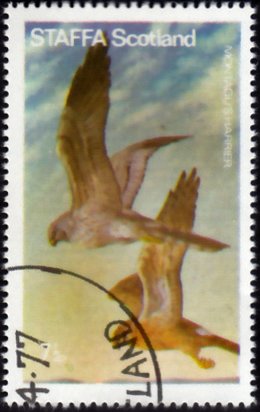 Birds of Prey - Montagu's Harrier