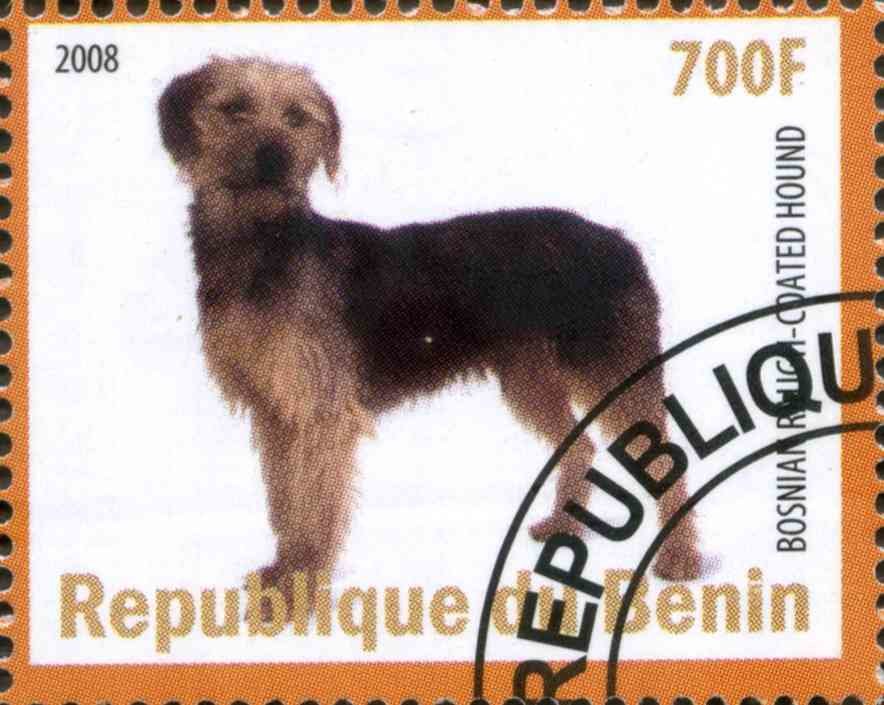 Bosnian Rauga - Coated Hound