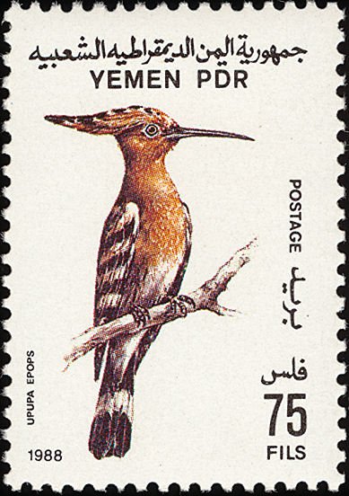 Eurasian Hoopoe    (Upupa epops)
