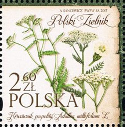 Achillea millefolium