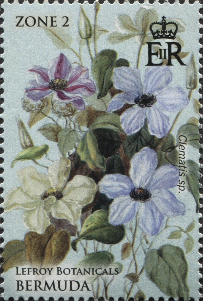 Clematis sp.