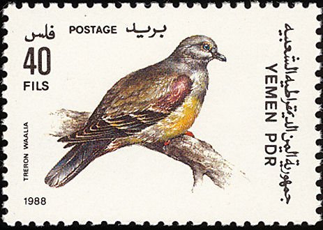 Bruce's Green Pigeon    (Treron waalia)