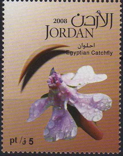 Egyptian Catchfly
