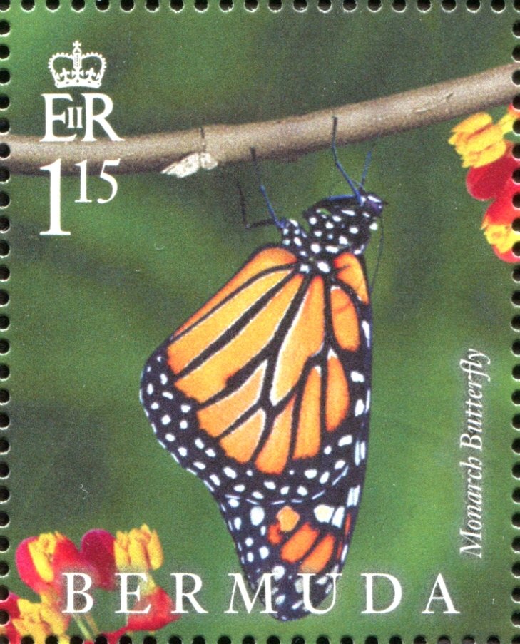 Monarch Butterfly (Danaus plexippus)