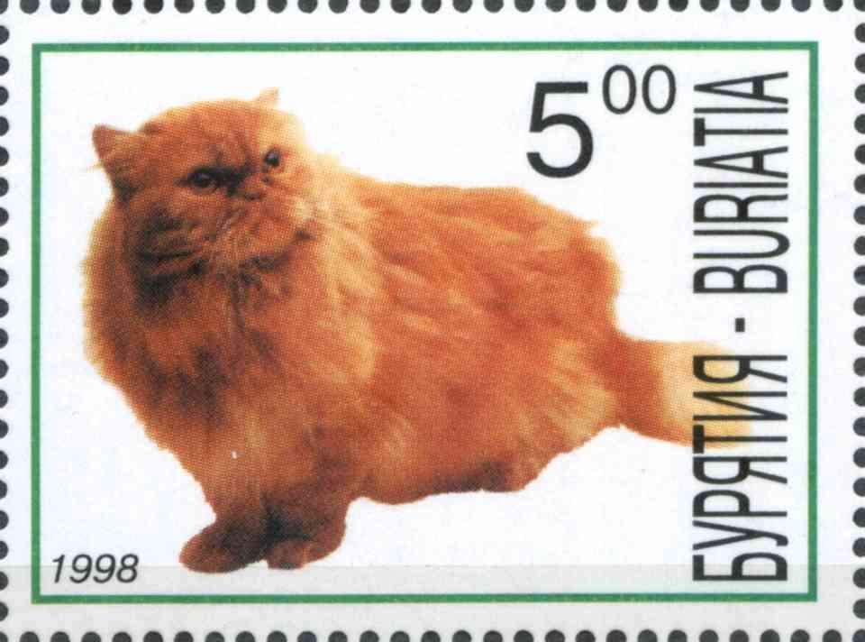 Cats