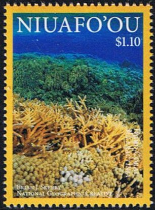 Hard Coral (Scleractinia sp.)