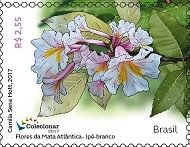 Ipê Branco