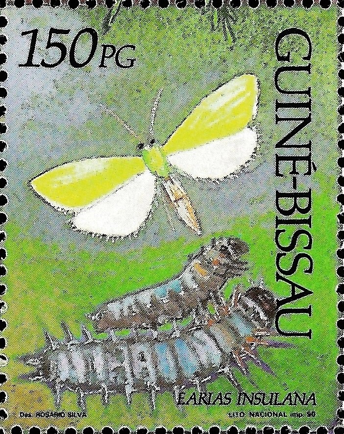 Egyptian Sternborer (Earias insilana), Caterpillars