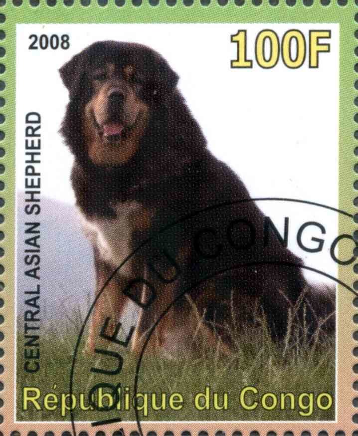 Central Asian Shepherd