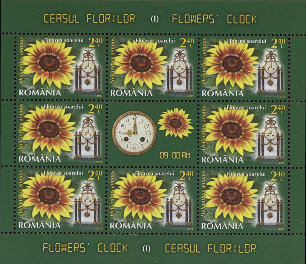 Sunflower (Helianthus annuus) MS