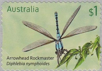 Arrowhead Rockmaster, Diphlebia nymphoides