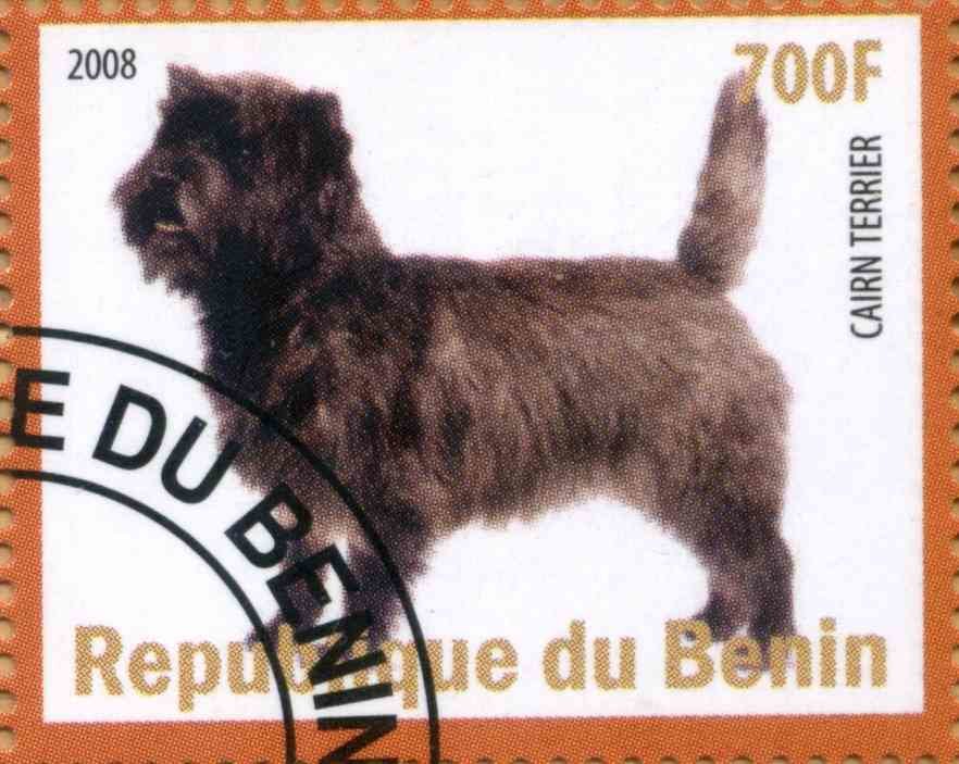CairnTerrier