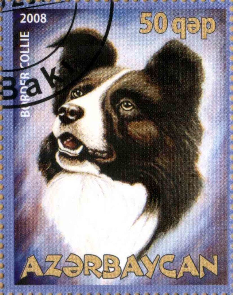 Border Collie