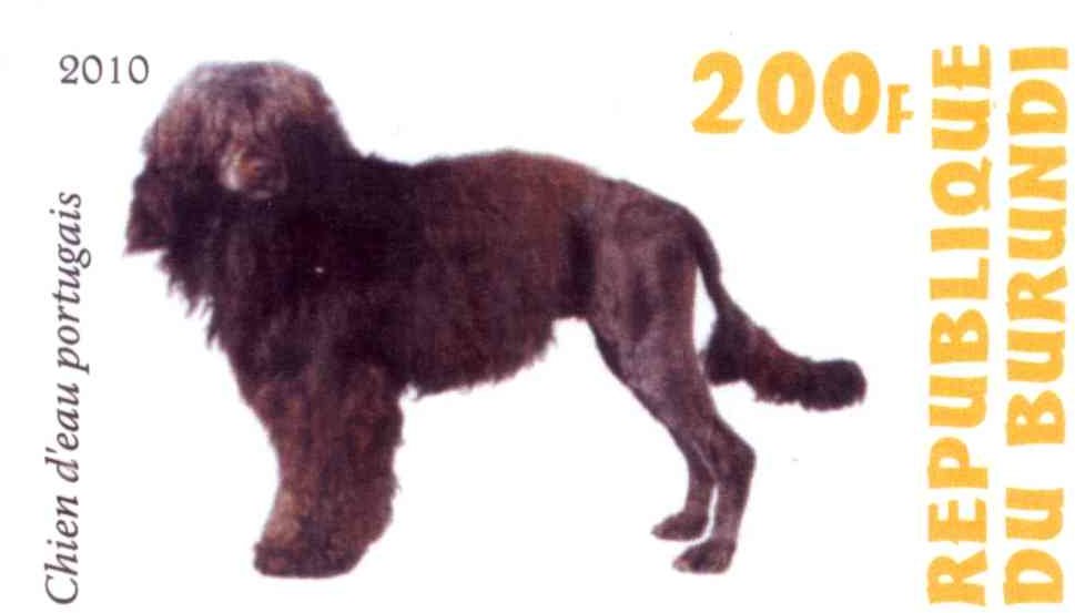 Chien d'eau portugais