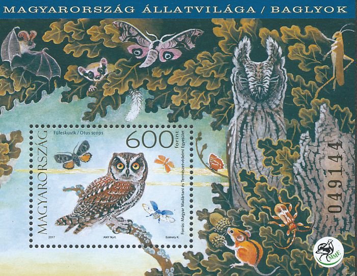 Boreal Owl (Aegolius funereus)