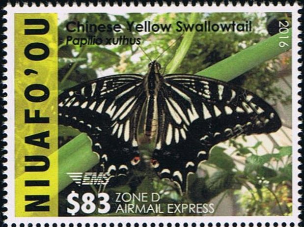 Chinese Yellow Swallowtail (Papilio xuthus)