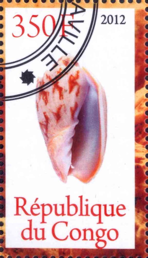 Shell