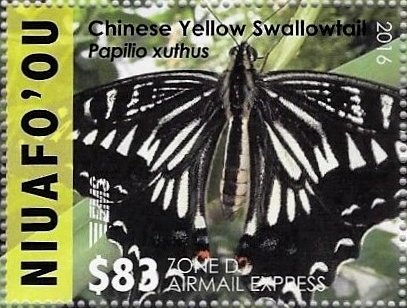 Chinese Yellow Swallowtail (Papilio xuthus)