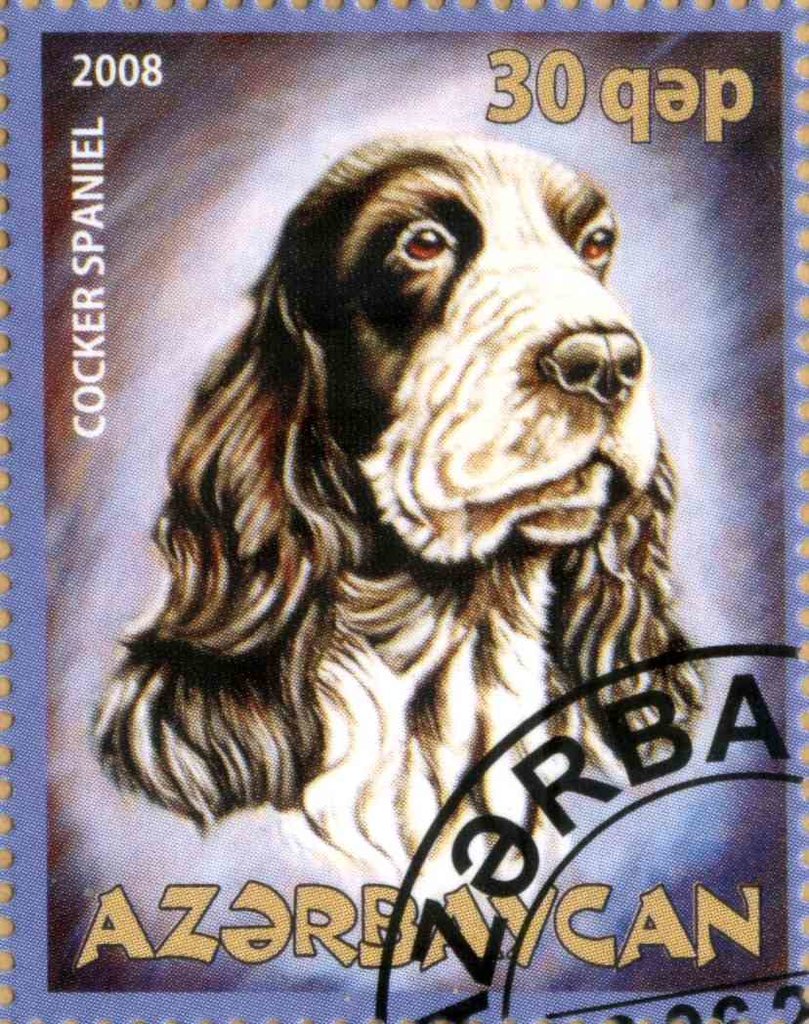 Cocker Spaniel
