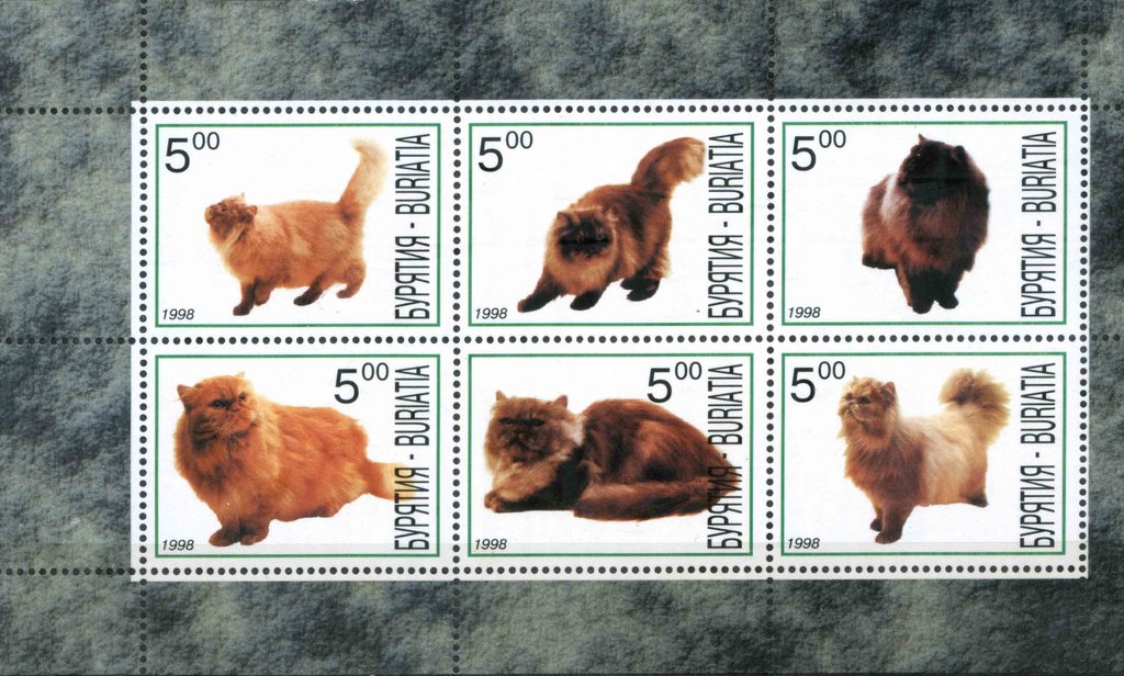Cats