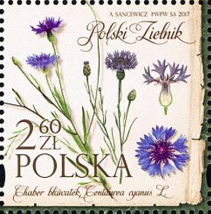 Centaurea cyanus