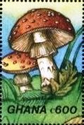 Amanita rubescens