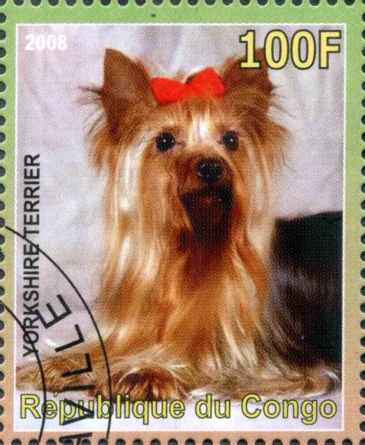 Yorkshire Terrier