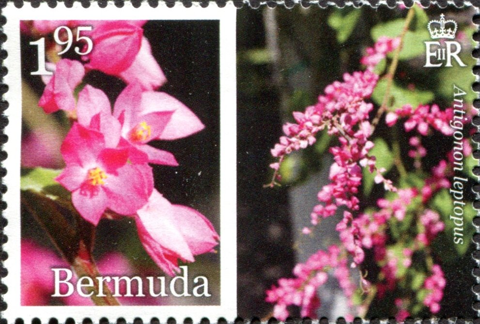 Antigonon leptopus